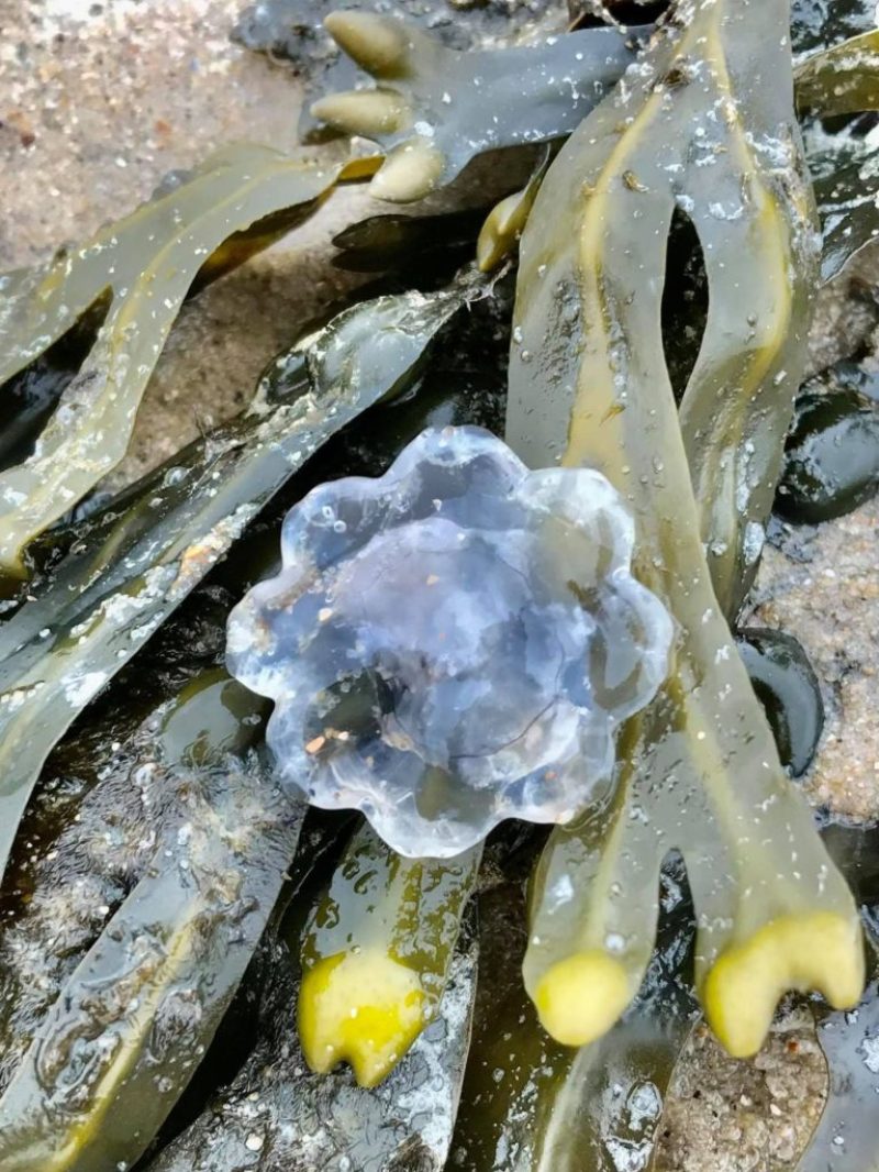 OORKWAL OP HET STRAND BIJ NIEUWVLIET